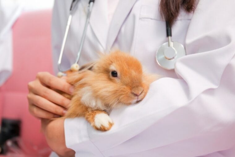 How Much Does Rabbit Abscess Treatment Cost? 2026 Update | Hepper Pet ...