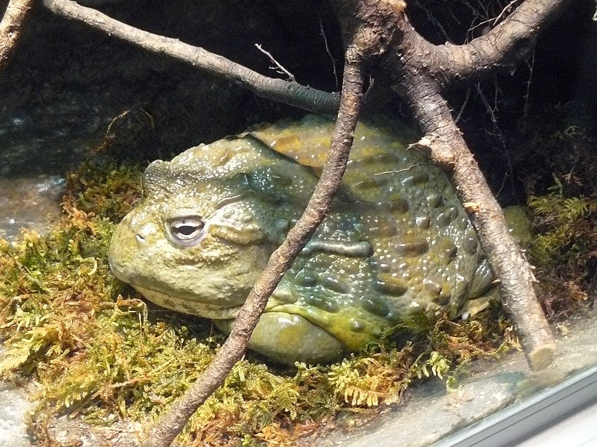 African Bullfrog, Canadian Museum of Nature, Ottawa