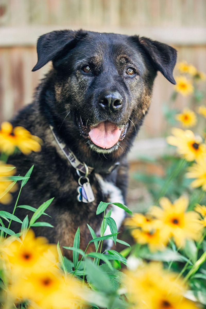 akita rottweiler mix in the garden