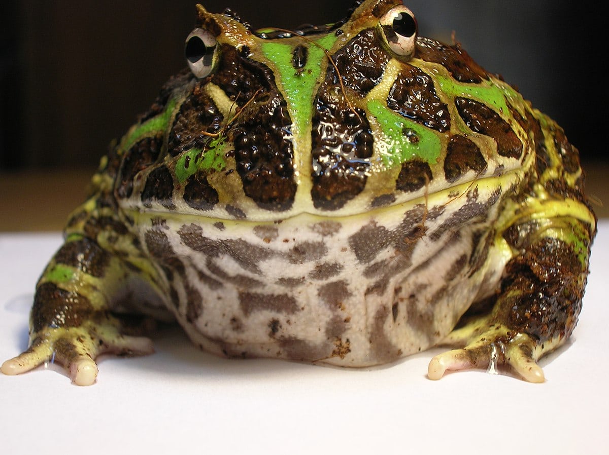 Argentine Horned Frog (Ceratophrys ornata)