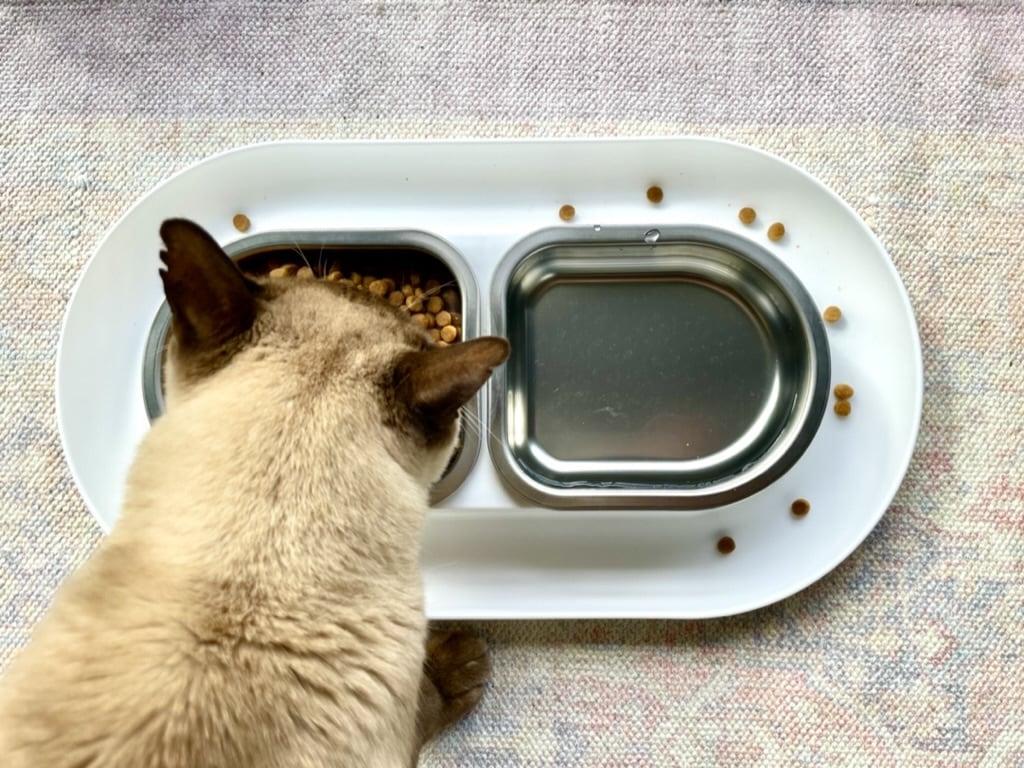 Baby Cat eating out of the NomNom cat bowl