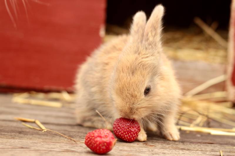 Baby Gotland rabbit eating a strawberry