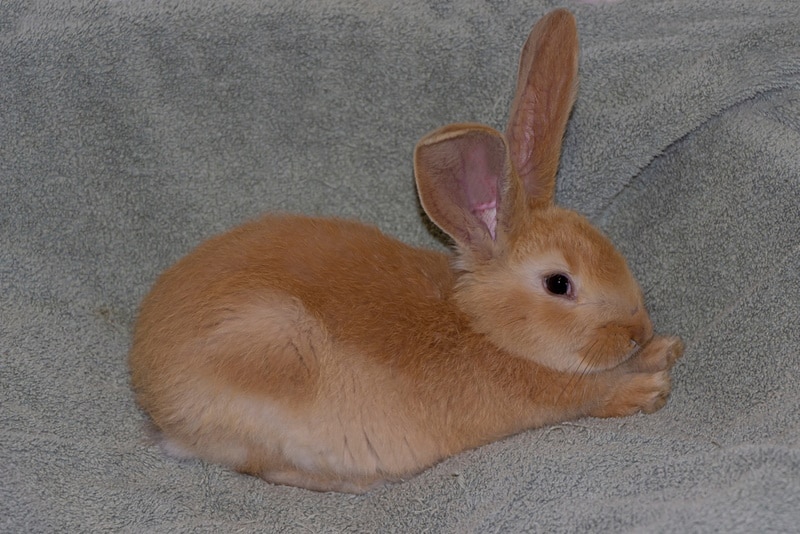 Baby british giant rabbit lying on carpet