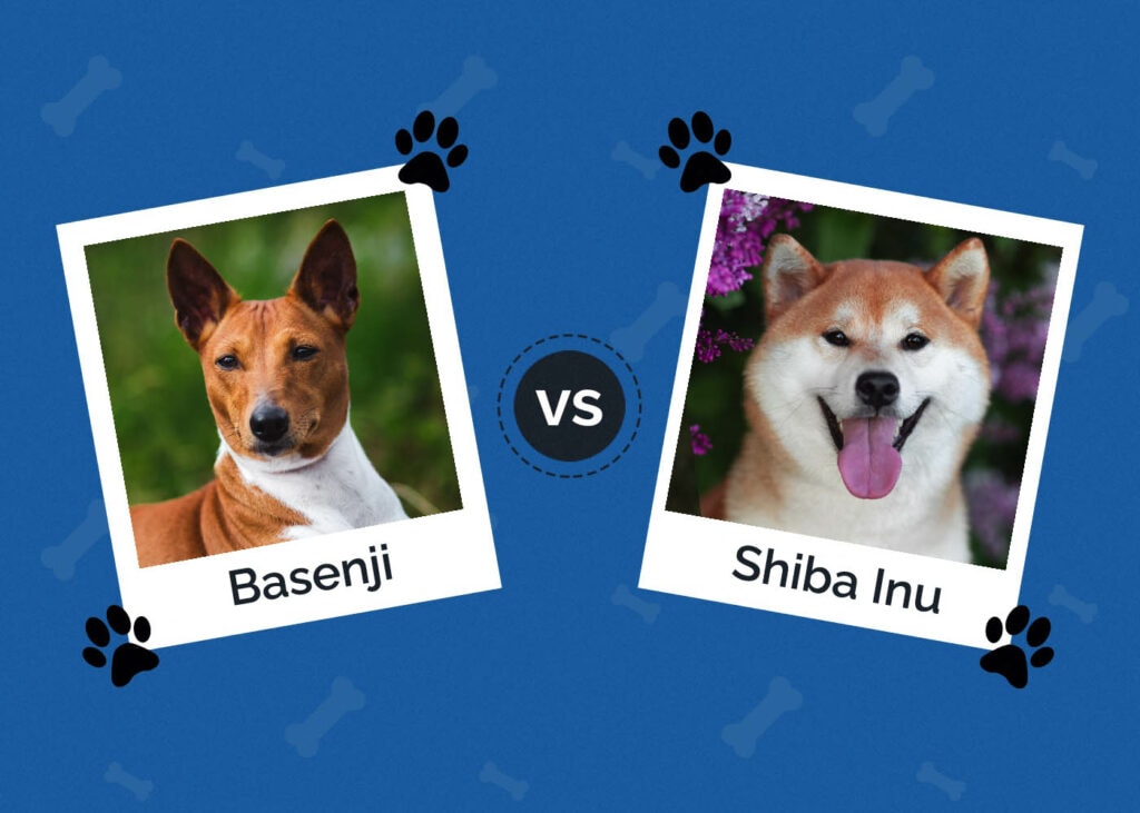 Basenji vs Shiba Inu