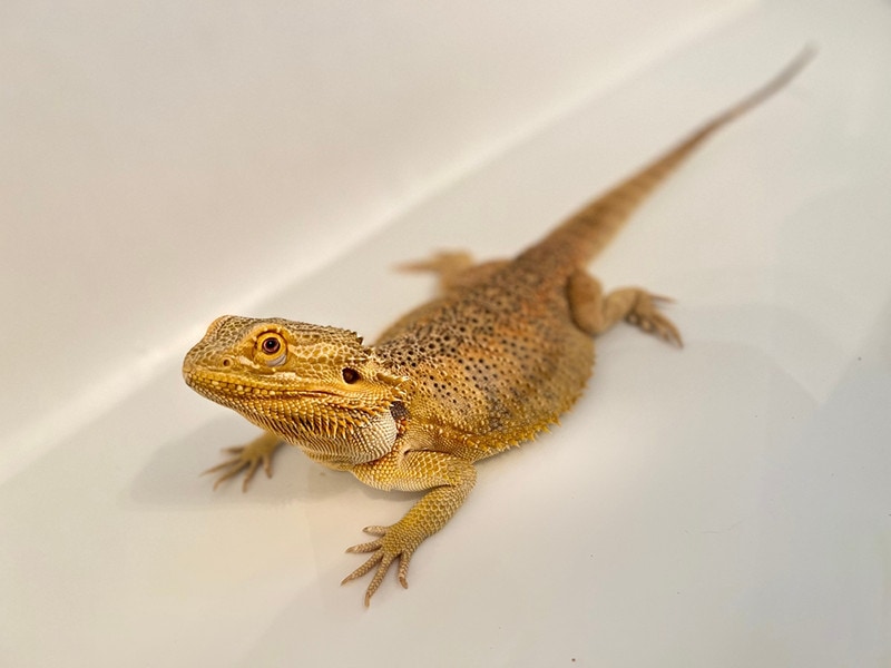 Bathe a Bearded Dragon