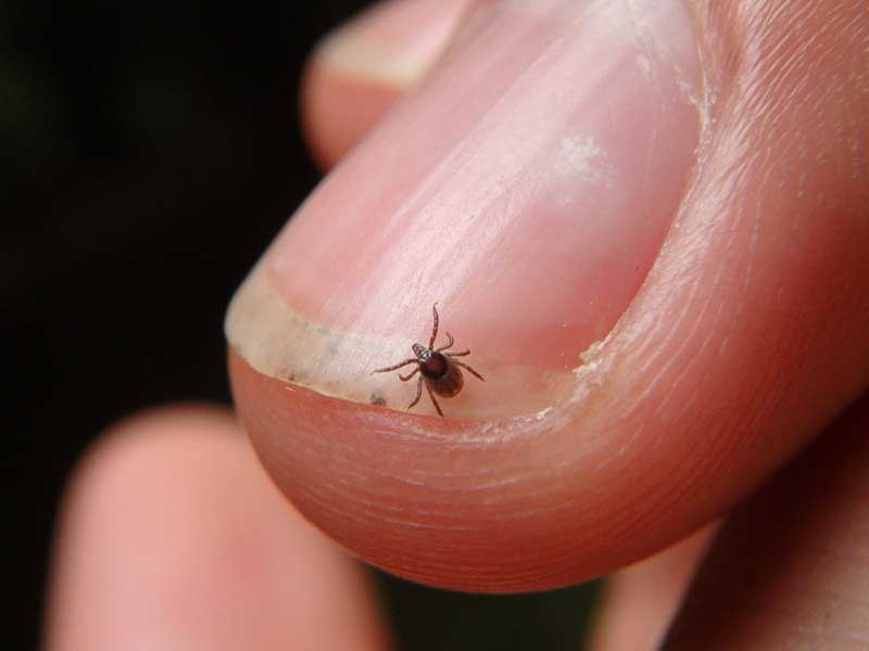 Bird Mite on finger