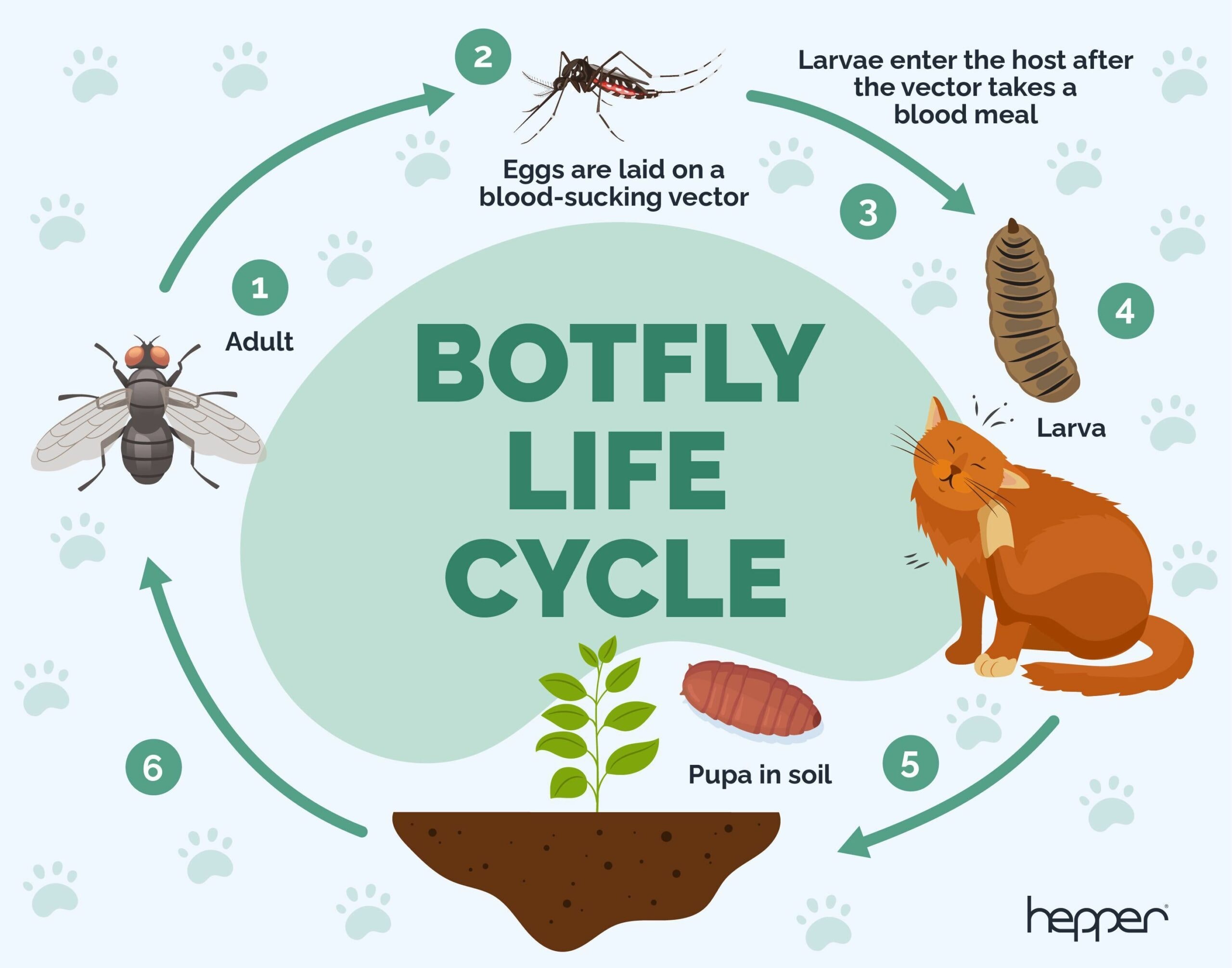 Botfly life cycle Hepper
