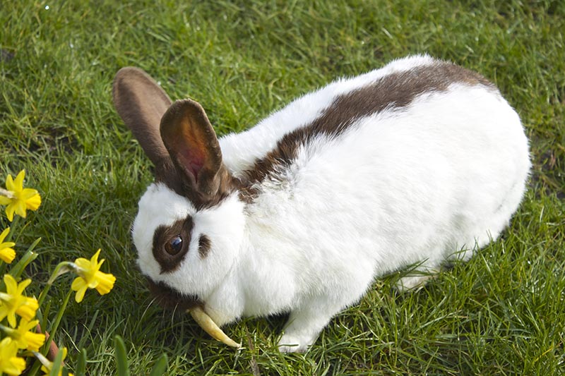 Bread eating rhinelander rabbit in the garden