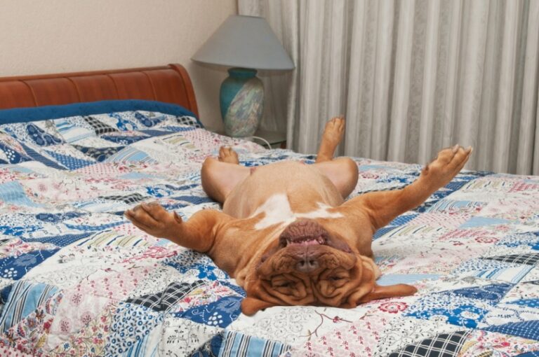 How to Remove Dog Hair From Beds & Sheets: 8 Easy Options | Hepper Pet ...