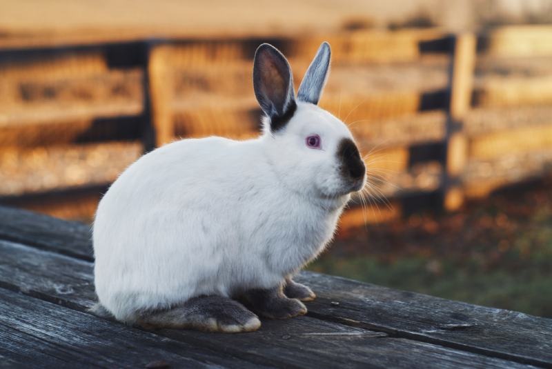 Californian rabbit