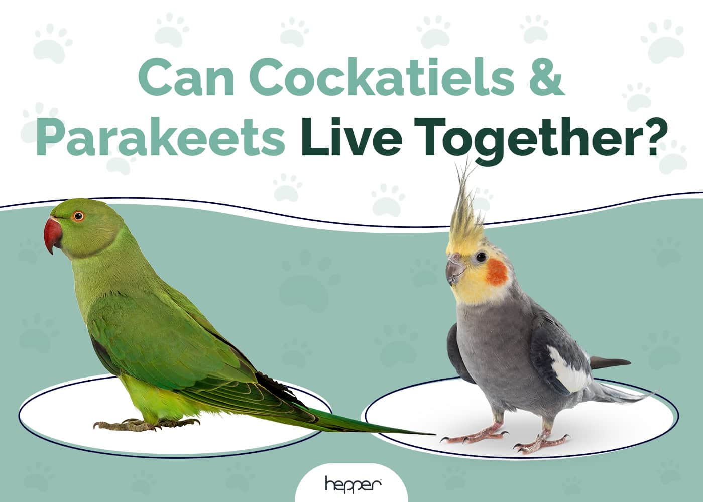 Can Cockatiels and Parakeets Live Together