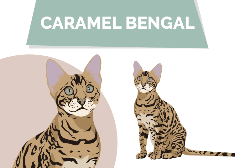 Caramel_Bengal