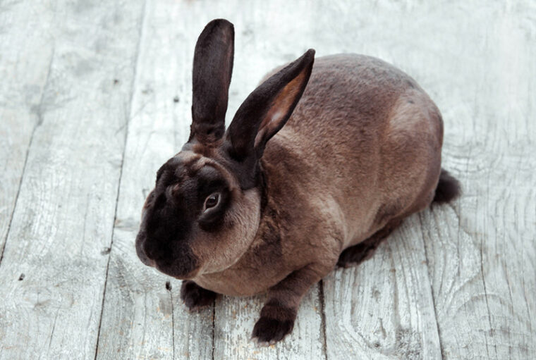 Castor Rex Rabbit: Care, Temperament, Habitat & Traits (With Pictures ...