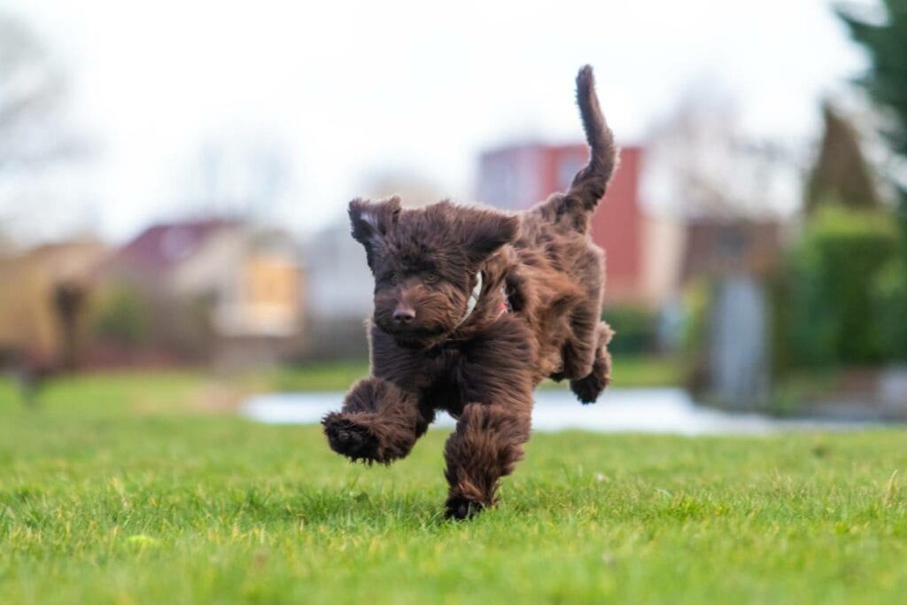 Chocolate Goldendoodle playing with a tennis ball