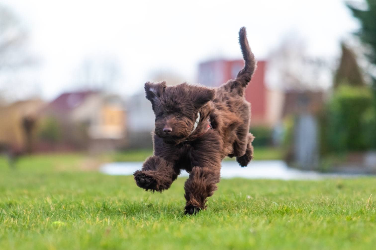 Chocolate Goldendoodle playing with a tennis ball