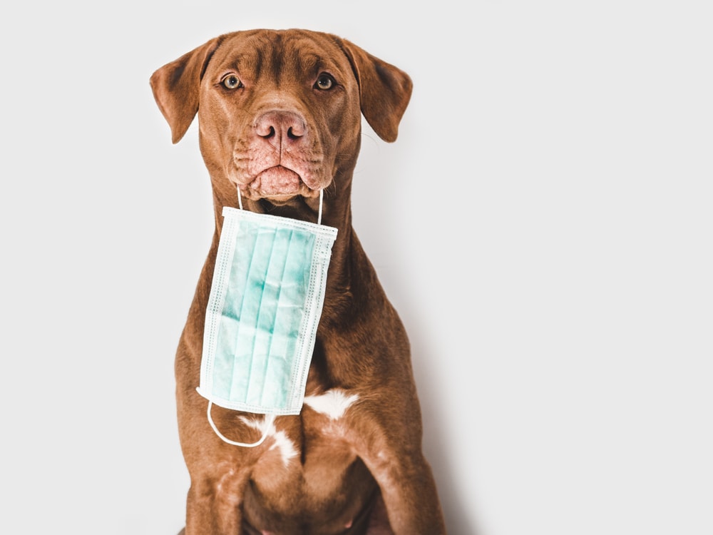 Chocolate Labrador Retriever with face mask in mouth