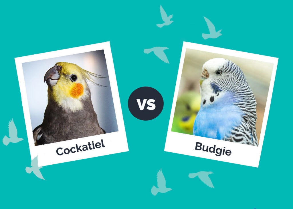 Cockatiel vs Budgie
