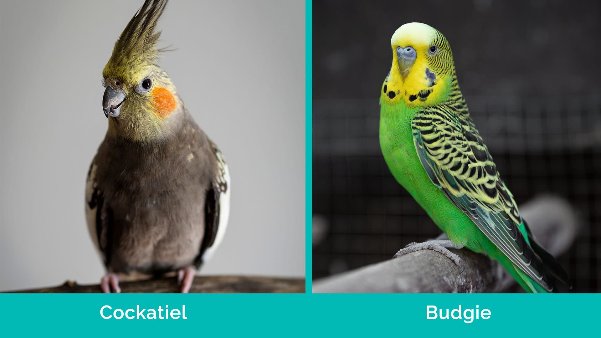 Cockatiel vs Budgie side by side