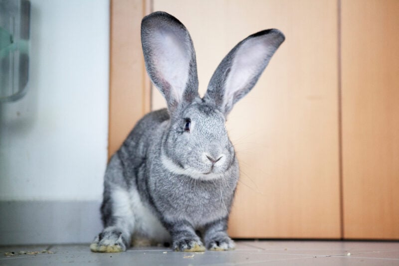 Continental Giant Rabbit indoor