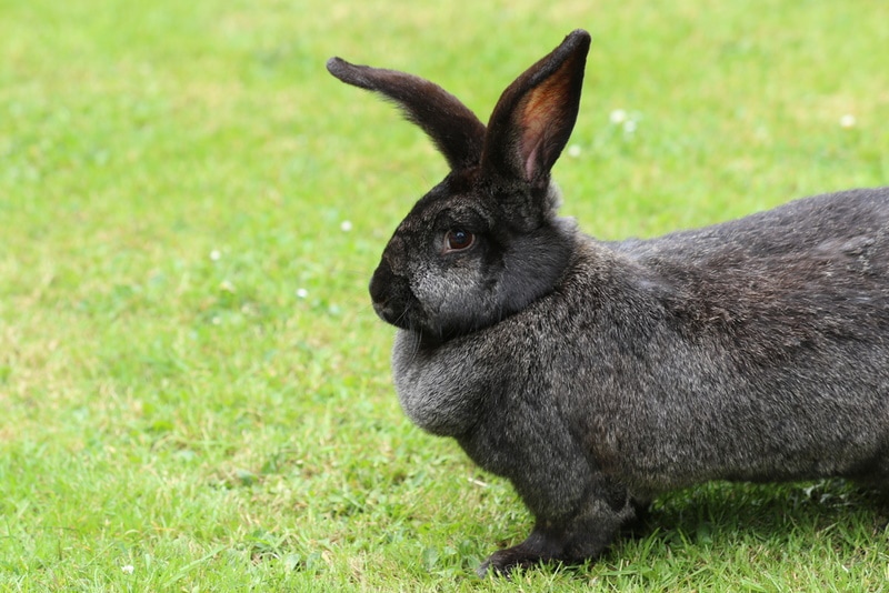 Continental Giant Rabbit running across the yard