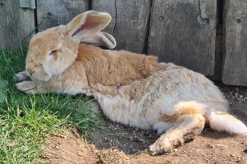 Continental Giant Rabbit sleeping in the yard