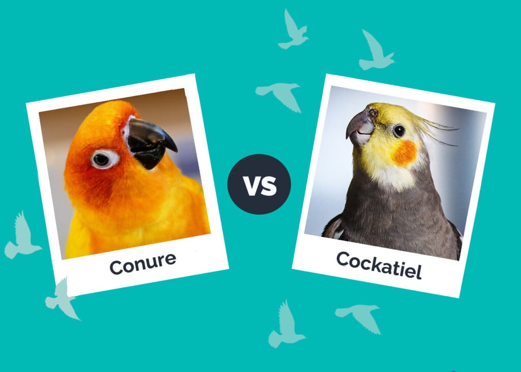 Conure vs Cockatiel