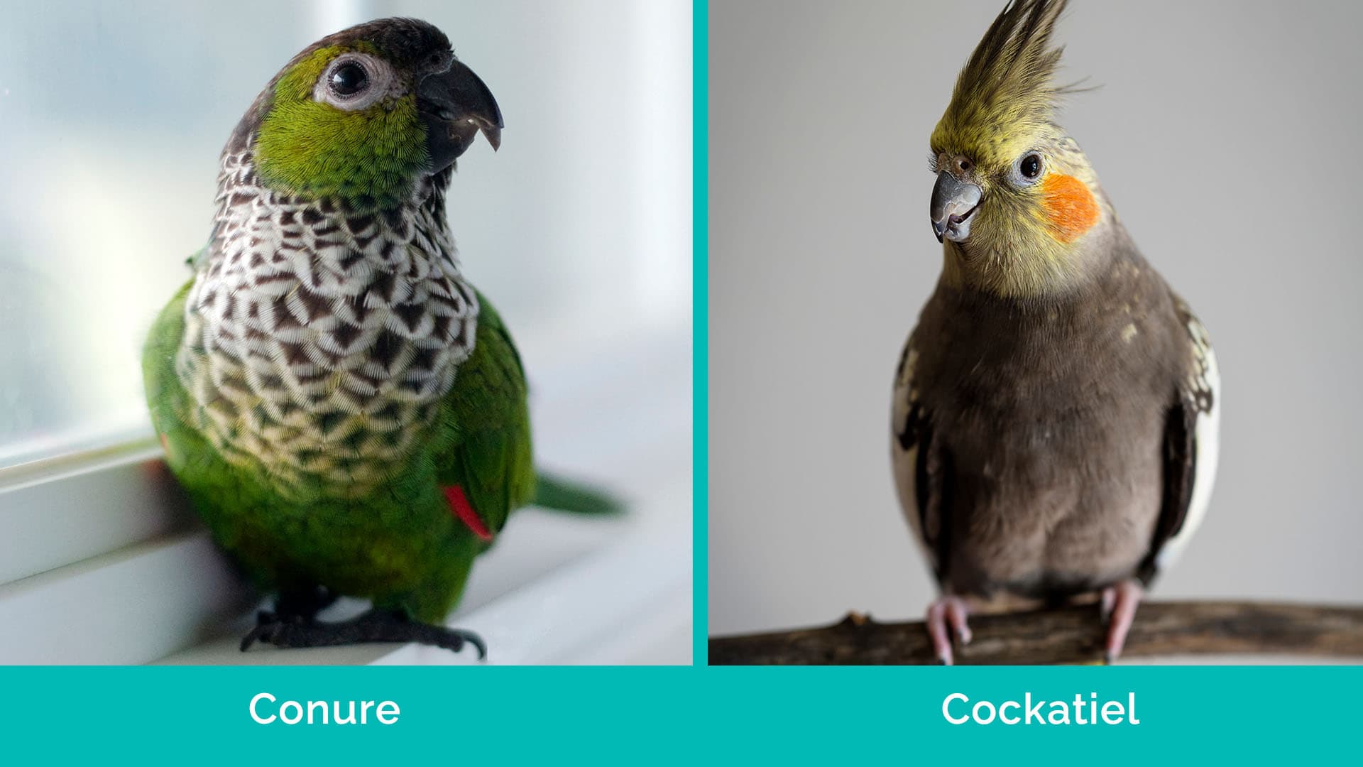 Conure vs Cockatiel side by side