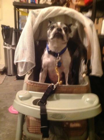 Converting a Baby Stroller Into a Pet Stroller