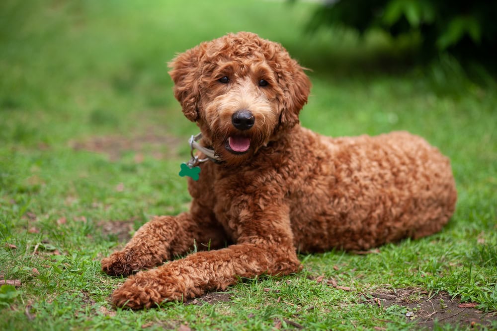 Cute brown labradoodle dog lying down on the grass