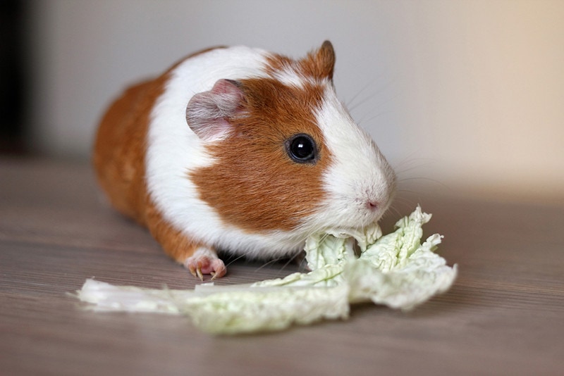 Cute guinea pig eating chinese cabbage with pleasure