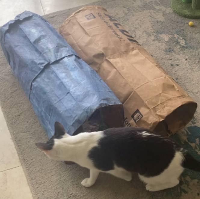 DIY Cat Tunnel From Paper Bags