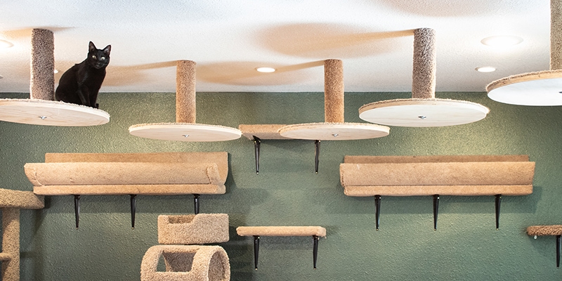 DIY Cat Wall Playgrounds