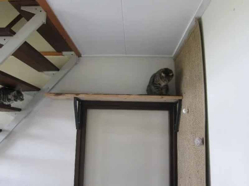 DIY Cat Wall Playgrounds