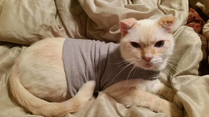 DIY Cat or Small Dog Thundershirt