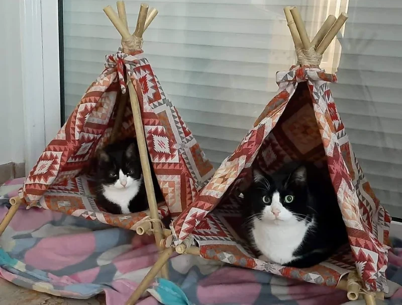 DIY Cheap, Quick-To-Build Teepee