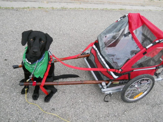 DIY Dog Cart from a Folding Bicycle Trailer by Instructables
