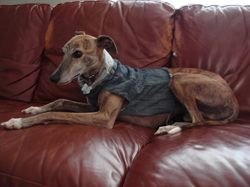 DIY Dog Coats