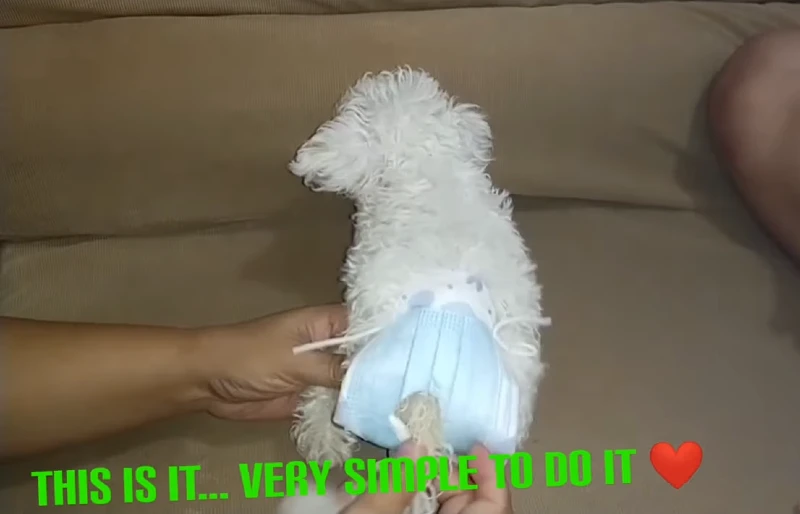 DIY Menstrual Pad Cat Diaper