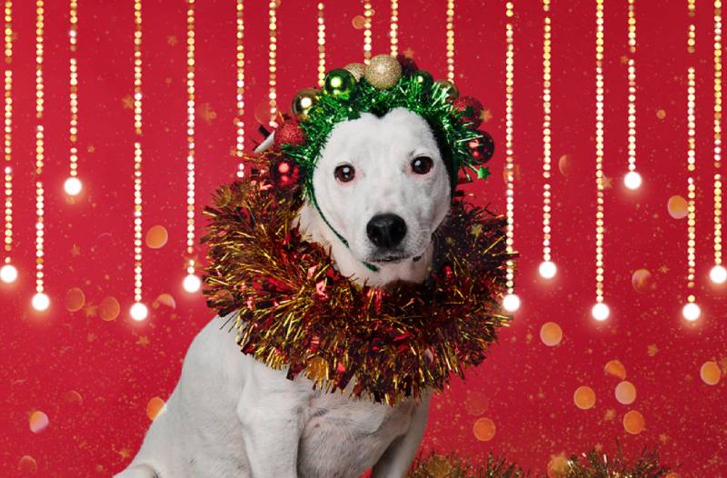 DIY Photoshoot Called ’12 Dogs Of Christmas’