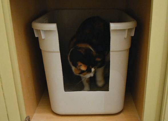 DIY Post About A Cat Litter Box