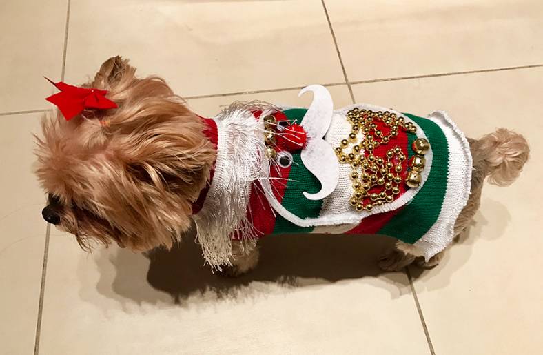 DIY UGLY CHRISTMAS SWEATER FOR DOGS