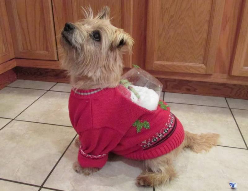 DIY Ugly Christmas Sweater - One for You and One for Your Pet