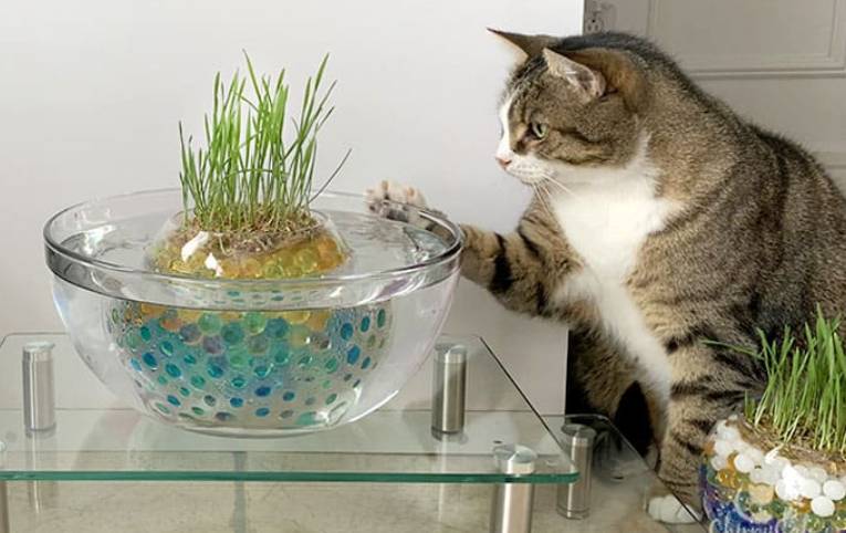 DIY Unique and Simple Cat Grass Pond Using Water Beads