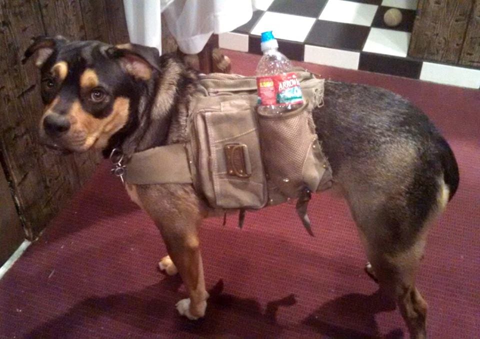 DIY Upcycled Dog Backpack