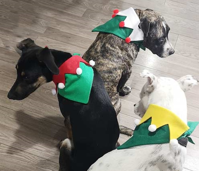 DIY christmas gifts for dogs