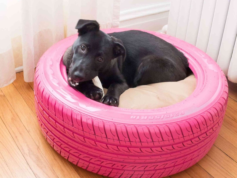 DIY raised dog bed