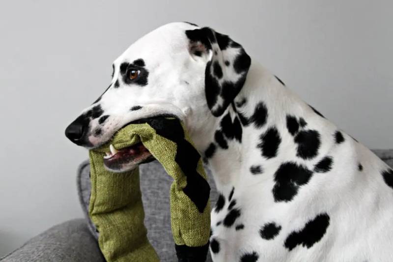 DIY squeaky stuffed snake dog toy