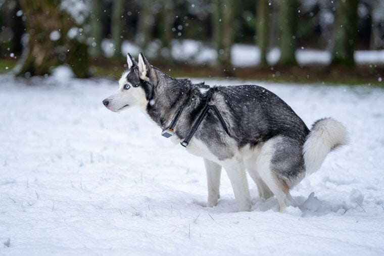 How to Get a Dog to Poop in the Snow: 8 Expert Tips | Hepper Pet Resources