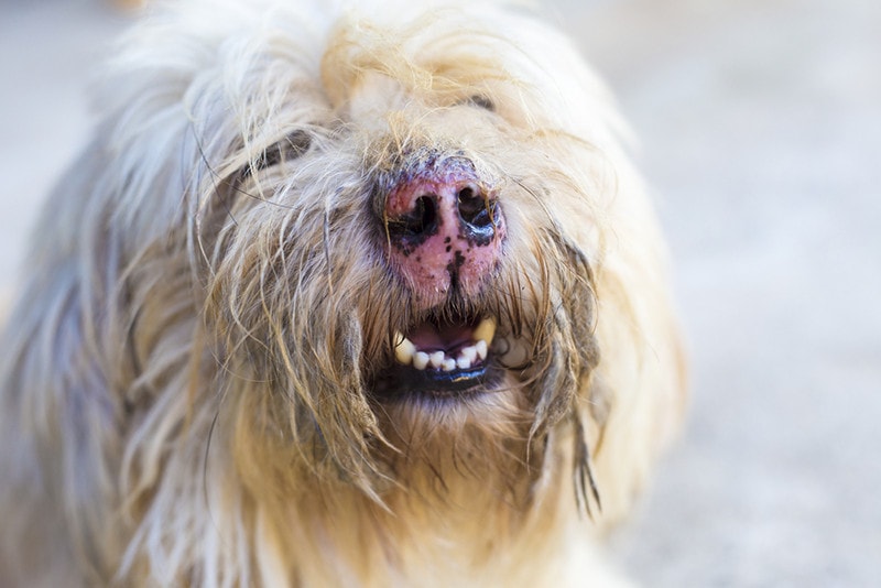 Dog nose infection