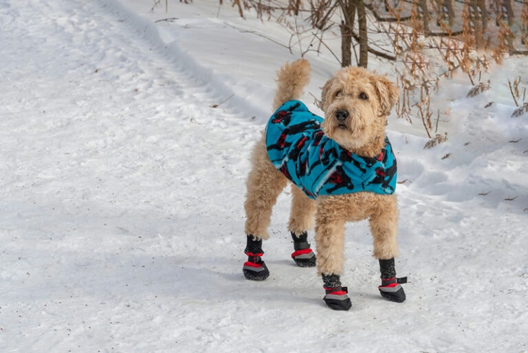What Temperature Is Too Cold To Walk My Dog Vet Photo Inspiration